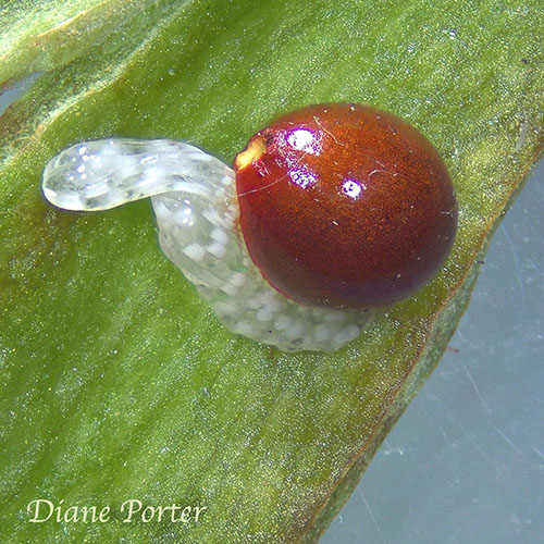 Bloodroot Diaspore